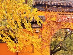 -西园戒幢律寺