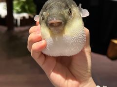 -肆月河豚·淮扬菜·湘菜(华天店)