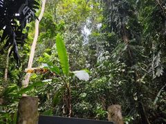 -中国科学院西双版纳热带植物园