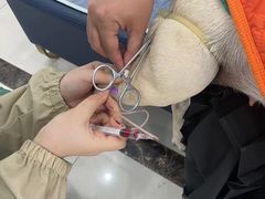 -派美特宠物医院·核磁CT·骨科肿瘤·疑难转诊(沈农禾丰店)