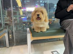 -帕帕拉兹宠物(亚洲旗舰店)