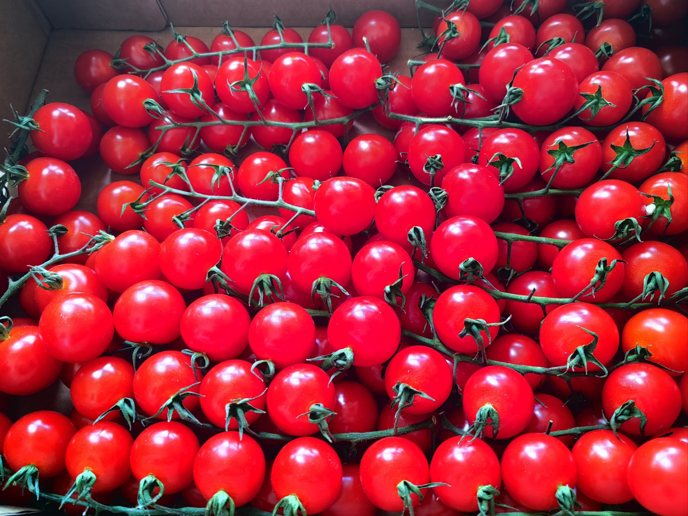 一串串新鲜的圣女果,酸甜口味的