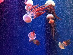 -成都浩海立方海洋公园