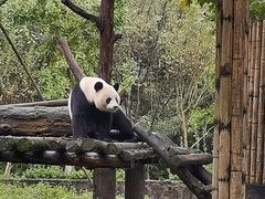-都江堰中华大熊猫苑