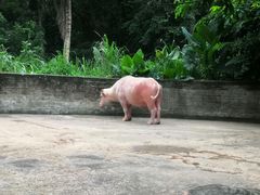 -海南热带野生动植物园
