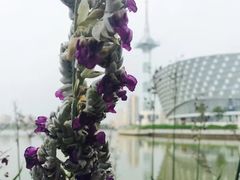 -聚龙湖公园