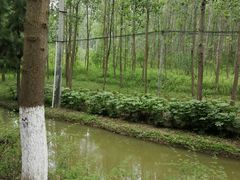 -合肥滨湖国家森林公园