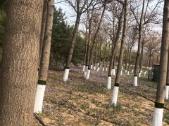 -大兴滨河森林公园