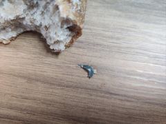 -九芝斋(解放路店)