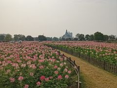 -荷兰花海