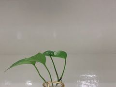 -川耳坊专业采耳馆