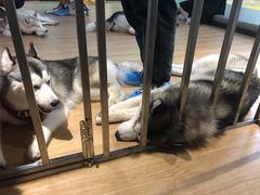 -Husky Go! 哈士奇体验馆·宠物咖啡厅狗咖