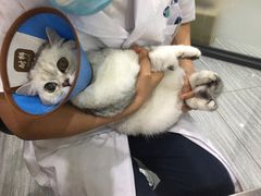 -瑞派名望志远动物医院·猫科·內科·异宠专科(直港大道店)