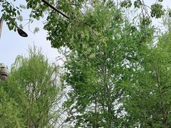 -朝阳公园游乐园