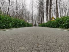 -合肥滨湖国家森林公园