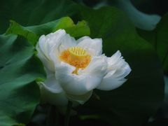 -黄兴公园
