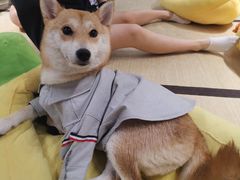 -逗柴咖啡屋·狗咖猫咖宠物桌游