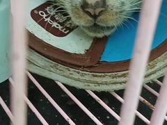 -瑞派宠物医院(搏威敦和院)