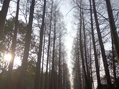 -上海滨江森林公园