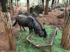 -昆明动物园