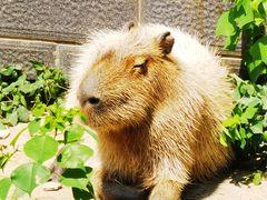 -合肥野生动物园