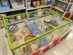 -钓仓鼠(洋桥北里小区店)