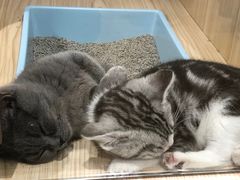 -屋虎猫馆(宝安大仟里店)