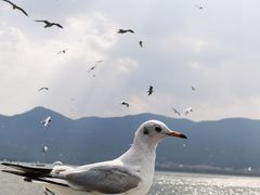 -海埂大坝