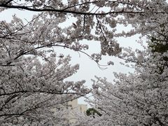 -高东镇樱花园