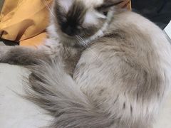 -藏猫猫咖啡主题馆(中央大道店)