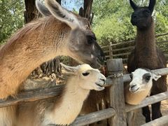 -鄂尔多斯野生动物园