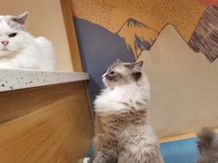 -滚猫咖啡·猫咖·猫友好撸猫(未来城店)
