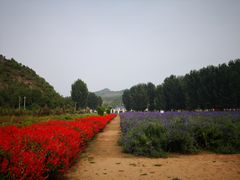 -紫海香堤香草艺术庄园