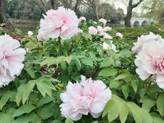 -尚湖风景区