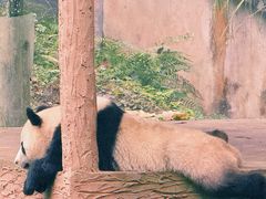 -中国大熊猫保护研究中心雅安碧峰峡基地