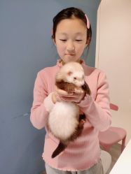 -Moni星球萌宠·小马宝莉·灵蛇·高端高阶全萌宠互动体验俱乐部(红豆国际广场店)