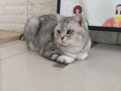 -平行世界·猫咖(首经贸店)