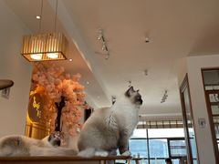 -猫小主咖啡·猫咖cat cafe(福田店)
