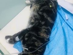 -纳吉亚猫专科动物医院博雅分院