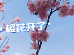 -顾村公园