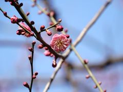 -香雪海