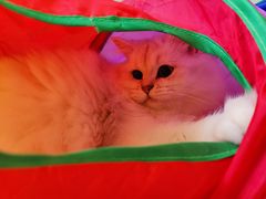 -青奢宠物·青奢猫舍