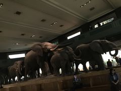 -美国自然历史博物馆