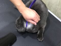 -八公叔叔宠物美容连锁(春申店)