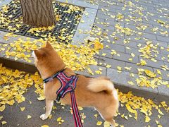 -三里屯东五街银杏大道