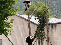 -卧龙中华大熊猫苑神树坪基地