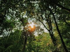 -海南热带雨林国家公园吊罗山景区