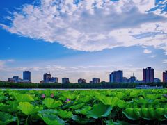 -莲花池公园