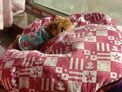 -佑安动物医院·全科·内窥镜中心(幸福巷店)