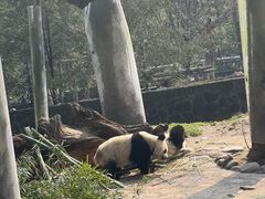 -都江堰中华大熊猫苑